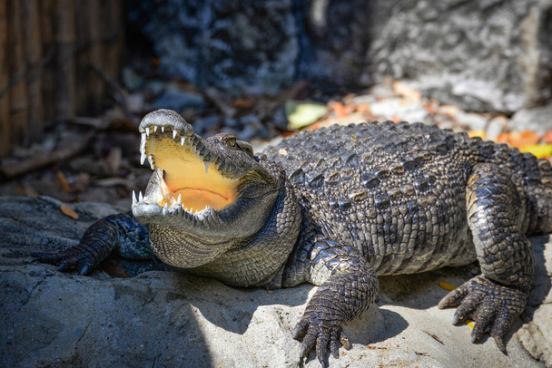 Krokodil mit offenem Mund auf Stein liegend in Wassernähe in Krokodilfarm / Reptil im Tierreich  - Foto, Bild