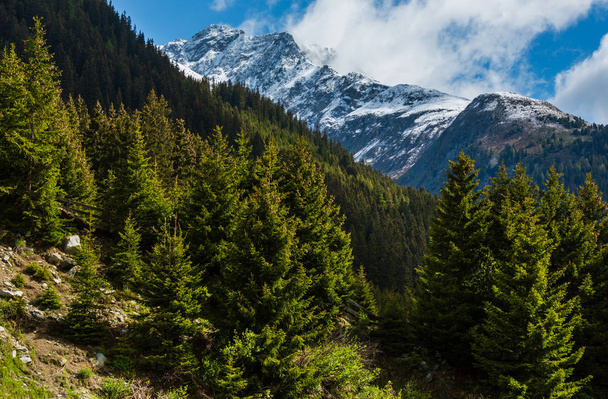 Summer mountain landscape with fir forest on slope (Silvretta Alps, Austria). - Photo, image