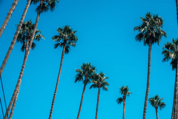 Beautiful Los Angeles palms during hot summer day. Summer spirit and vibes in California. - Photo, image