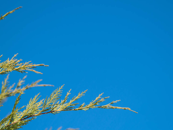   Pflanze hautnah gegen blauen Himmel  - Foto, Bild