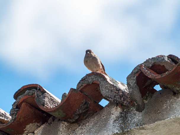 çatıda tüneen serçe kuş, yakın çekim, vahşi yaşam  - Fotoğraf, Görsel