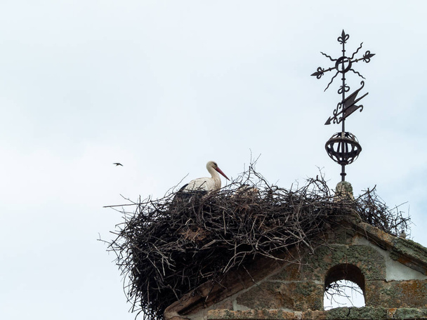 Stork in her nest - Fotoğraf, Görsel