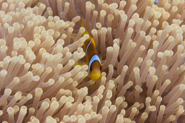 Rode Zee Anemonefish in Ritteri Anemone op koraalriffen in de rode zee uit Sharm El Sheikh - Foto, afbeelding