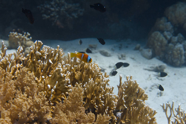 シャルム ・ エル ・ シェイク、エジプト沖の紅海のサンゴ礁に純カエンサンゴを紅海カクレクマノミ - 写真・画像