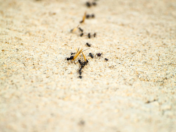 duvarda karıncalar, yakın - Fotoğraf, Görsel