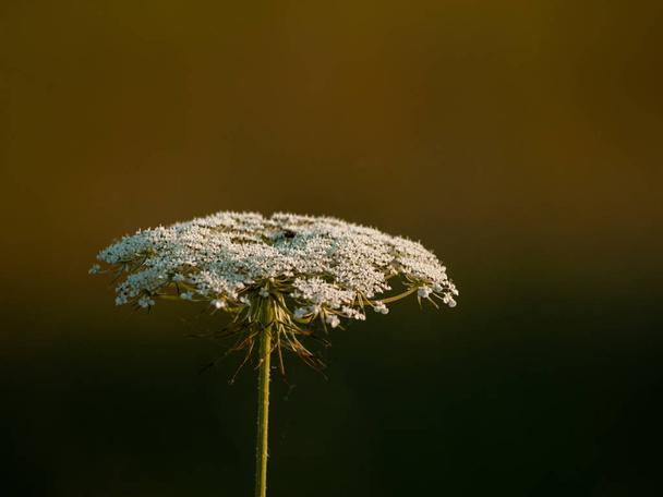 close up of Wildflower in springtime at daytime  - Zdjęcie, obraz