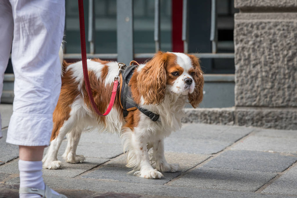 Portrait of a cocker spaniel dog walking with owner on the street - Zdjęcie, obraz