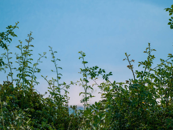   рослина крупним планом на фоні блакитного неба
  - Фото, зображення