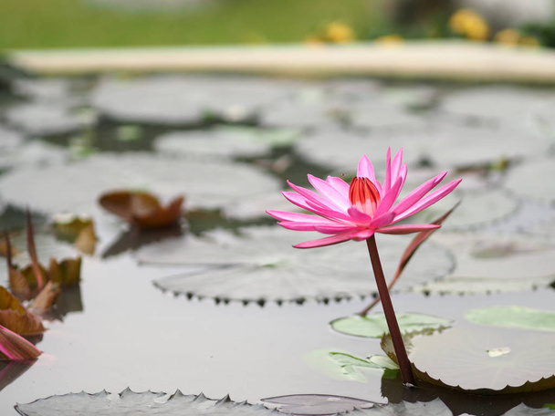 Hoja de loto rosa con muescas afiladas en la cuenca del Loto Nymphaea lotus NYMPHAEACEAE nenúfar flor naturaleza
 - Foto, imagen