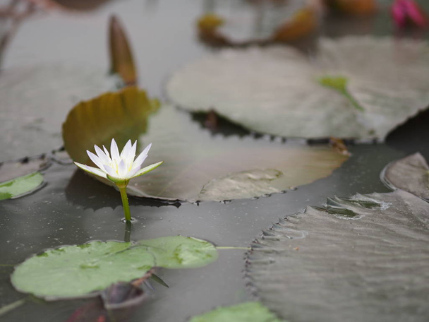 White Lotus leaf with sharp notches in Lotus basin Nymphaea lotus NYMPHAEACEAE water lily flower - 写真・画像