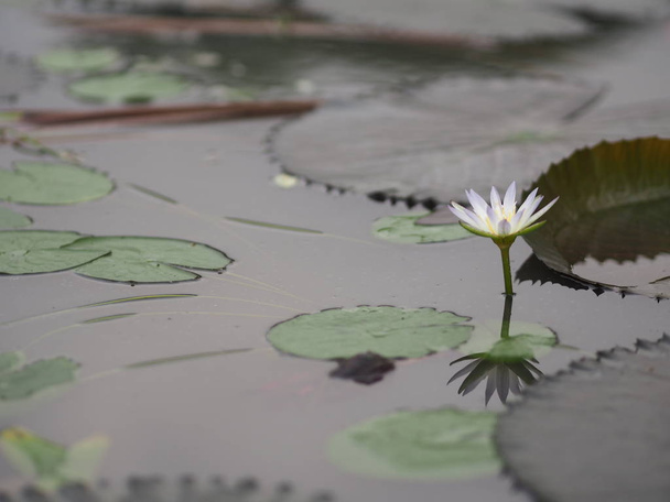 White Lotus leaf with sharp notches in Lotus basin Nymphaea lotus NYMPHAEACEAE water lily flower - 写真・画像