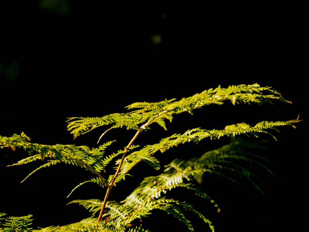 foglie di felce verde nella foresta, da vicino
 - Foto, immagini