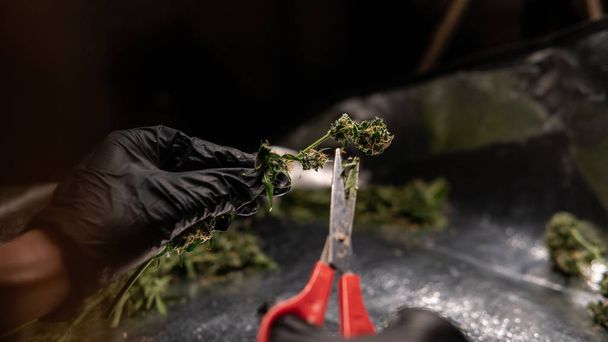 обрізка квіткових бруньок медичної марихуани впритул
. - Фото, зображення