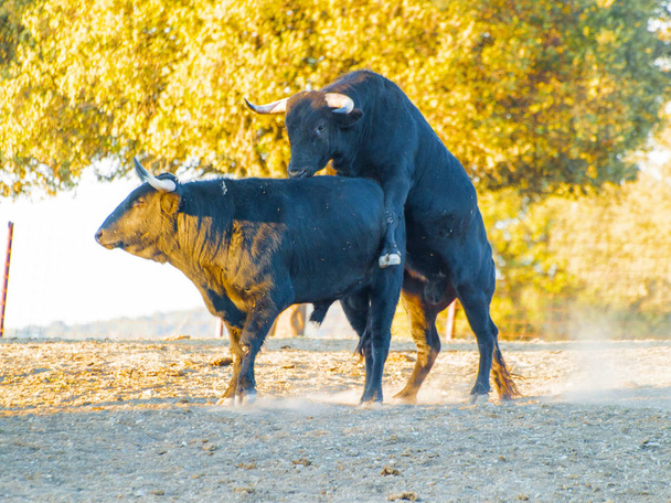Dzielny byków na pastwisku w Hiszpanii w okresie letnim - Zdjęcie, obraz