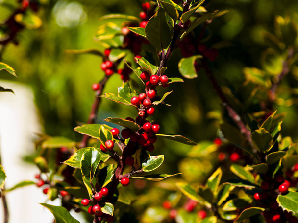 reife rote Beeren auf Brunches, Nahaufnahme    - Foto, Bild