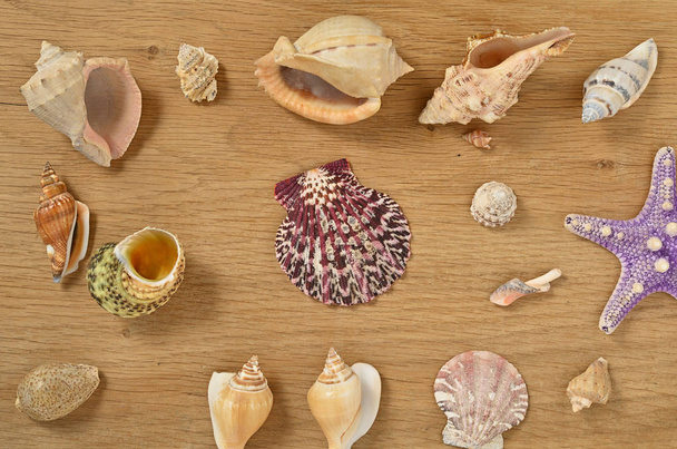 Mollusks on wooden table close up. Seashells on an old wooden table with copy space for text. Scallop shell from the black sea. - Photo, Image