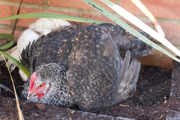 poule hybride ayant un bain de poussière par une journée chaude
 - Photo, image