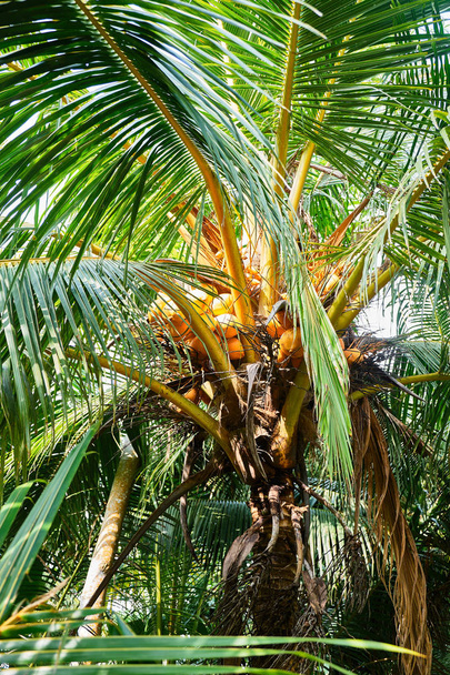 Young coconuts on palm tree.  - Fotoğraf, Görsel