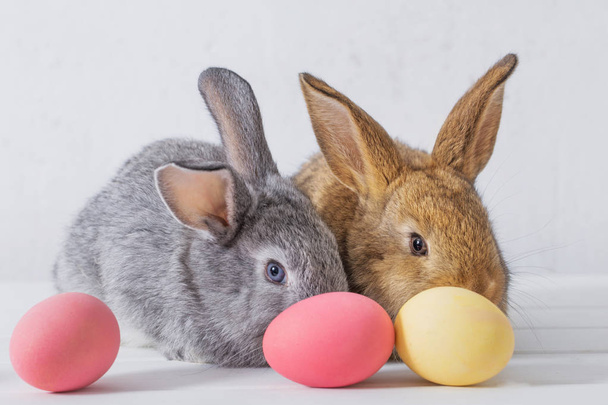 bunnyes with easter eggs on white background - Foto, Bild