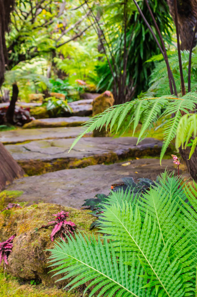 Кам'яні сходи і прикраса зеленого моху в японському затишному квітковому саду після дощу
. - Фото, зображення