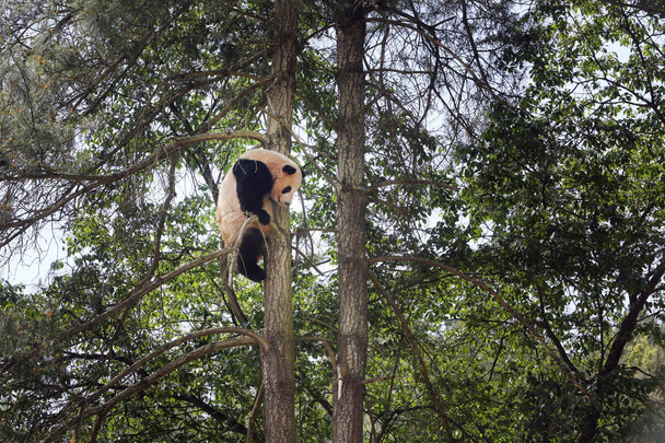 Een gigantische Panda klimt een boom op de Yunnan Wild Animal Park in Kunming City, zuidwesten van China's provincie Yunnan, 29 april 2016 - Foto, afbeelding