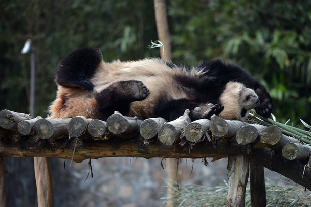 Ženská Obří Panda Hua ni odpočívá na dřevěném stánku v Dujiangyanské základně čínského ochranného a výzkumného centra pro obří pandu v Čchenengdu, jihozápadní čínské provincii Sichuan, 2. března 2016 - Fotografie, Obrázek