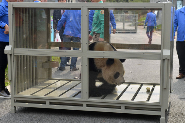 Θηλυκό giant panda Hua Ni έχει δει σε ένα κλουβί στο Dujiangyan βάση του κέντρου έρευνας και διατήρησης της Κίνας για το Giant Panda στην πόλη Chengdu, Sichuan επαρχία της νοτιοδυτικής Κίνας, 2 Μαρτίου 2016 - Φωτογραφία, εικόνα
