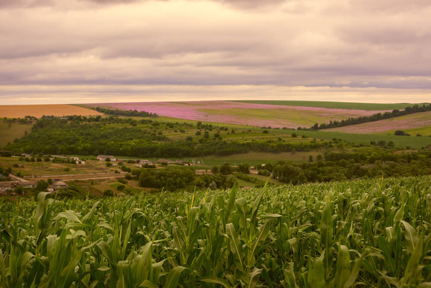 Гірські поля з кукурудзою, пшеницею та квітами. сільська місцевість
. - Фото, зображення