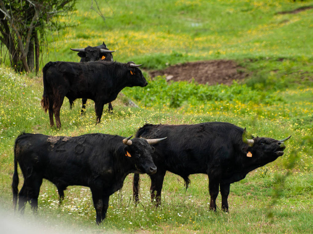 Tavasszal vidéki legelésző tehenek - Fotó, kép