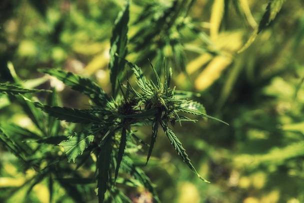 Foglie di cannabis sulla pianta di marijuana
 - Foto, immagini