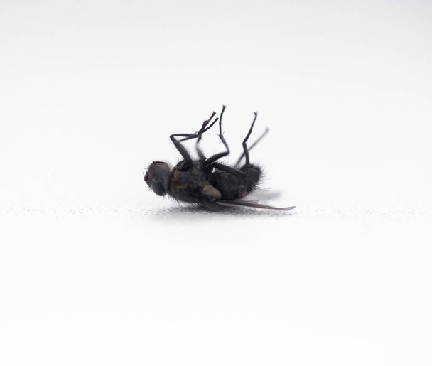 mosca morta sul davanzale bianco
 - Foto, immagini