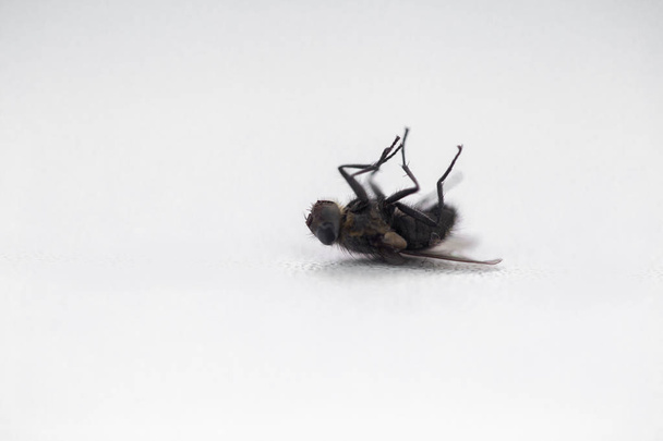 mosca muerta en el alféizar de ventana blanco
 - Foto, imagen
