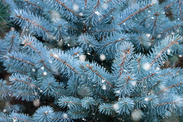 Blue spruce branches with snow. Winter background. Christmas tree branches with needles. Blue spruce, green spruce, white spruce, Colorado spruce, or Colorado blue spruce, Picea pungens close up - Photo, Image