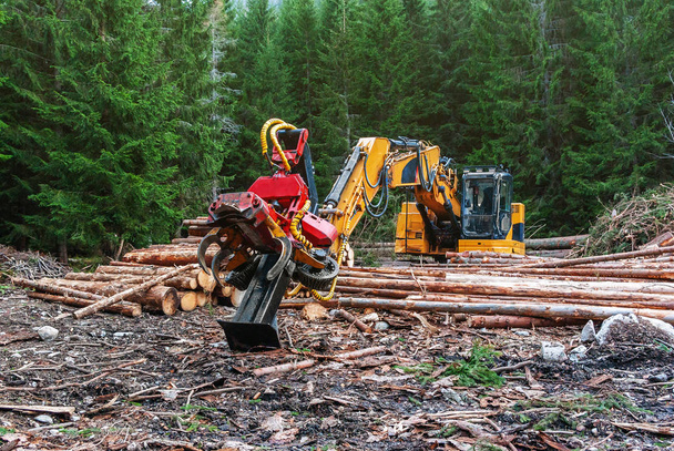 Houtbewerking machine trekker harvester in bos. Primaire houtbewerking, snoeien van takken. Ontbossing. - Foto, afbeelding