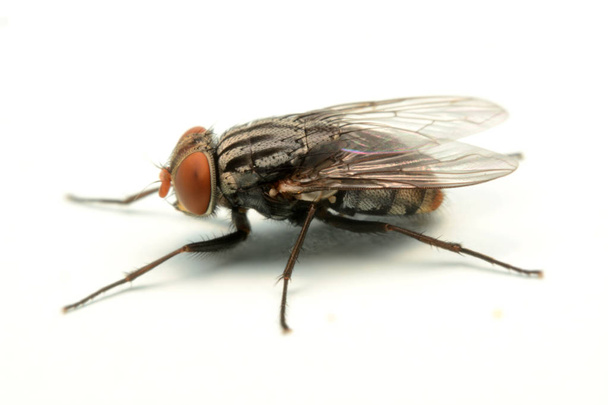Une macro photo de mouche isolée sur fond blanc - Photo, image