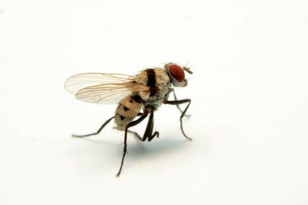 Una macro toma de mosca aislada sobre fondo blanco - Foto, Imagen