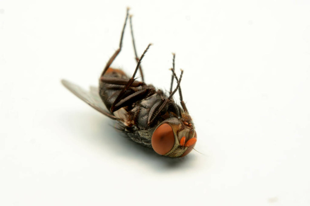 Makroaufnahme einer Fliege isoliert auf weißem Hintergrund - Foto, Bild