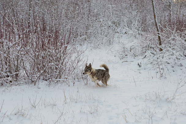 Perros juegan en la nieve en invierno, Hermoso retrato de una mascota en un día soleado de invierno
 - Foto, Imagen