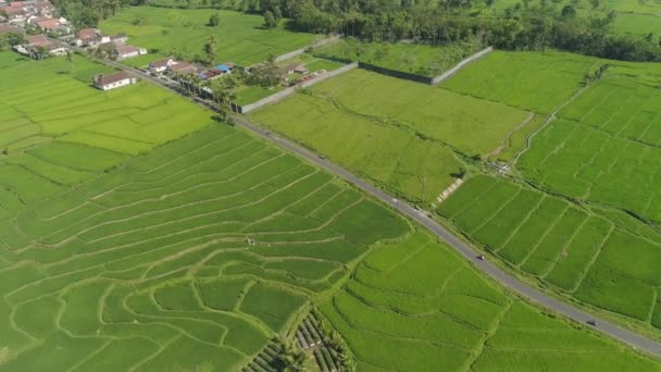 Рисовые террасы и сельскохозяйственные угодья в Индонезии - Кадры, видео