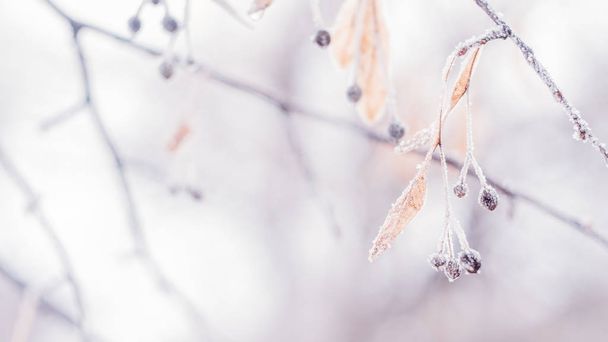 Mooie wazig delicate Winter Frost natuur achtergrond banner. Ijs bedekt, vorst verlaat close-up. Frosen tak van boom bedekt met eerste sneeuw, kopieer ruimte. Vroege, lichte vorst. Selectieve focus - Foto, afbeelding