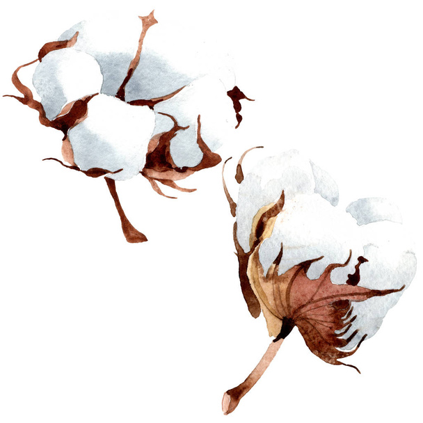 Cotton floral botanical flower. Wild spring leaf wildflower isolated. Watercolor background illustration set. Watercolour drawing fashion aquarelle isolated. Isolated cootton illustration element. - Valokuva, kuva