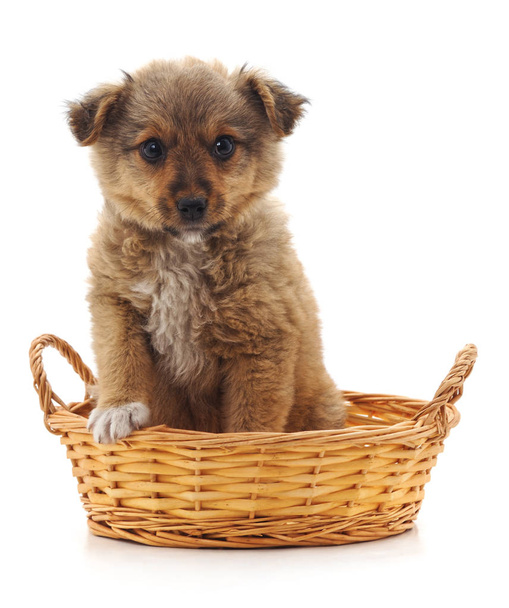 Puppy in a basket isolated on a white background. - Valokuva, kuva