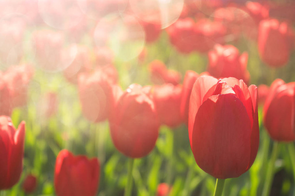 Luminoso sfondo tulipani colorati, banner. Bellissimi tulipani di fiori con luce solare e bokeh. Biglietto d'auguri per Tulip. Focus selettivo, da vicino
. - Foto, immagini