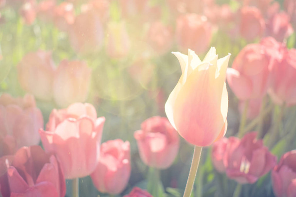 Bright colorful tulips background, banner. Beautiful flower tulips with sunlight and bokeh. Tulip greeting card. Selective focus, close up. - Photo, Image