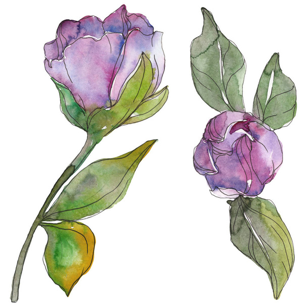 Red and purple camellia flowers isolated on white. Watercolor background illustration elements. - Φωτογραφία, εικόνα