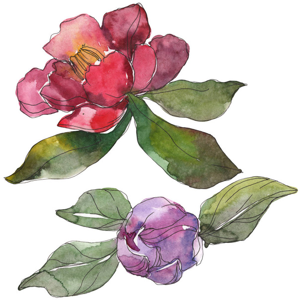 Red and purple camellia flowers isolated on white. Watercolor background illustration elements. - Фото, зображення