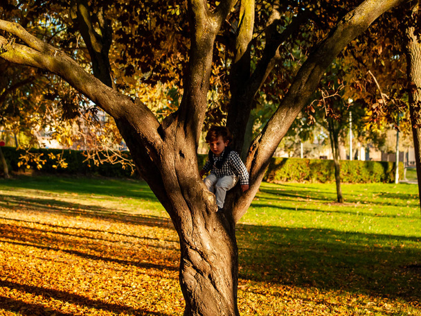 söpö pieni poika puistossa syksyllä puussa
 - Valokuva, kuva