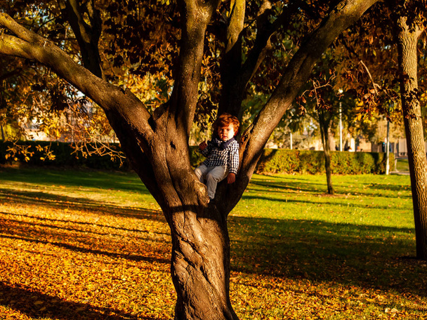 cute little boy  in a park in autumn on tree - Foto, Imagen