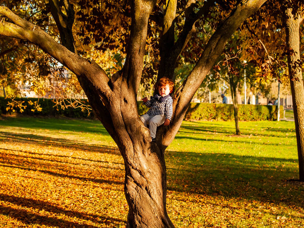 cute little boy  in a park in autumn on tree - Foto, imagen