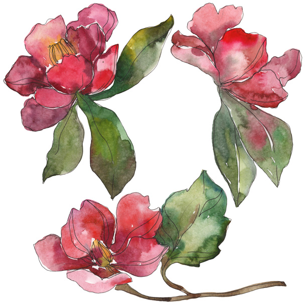 Red and purple camellia flowers isolated on white. Watercolor background illustration elements. - Zdjęcie, obraz